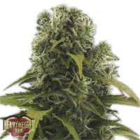 Heavyweight Seeds - HIGH DENSITY (Autoflowering) Heavyweight Seeds - HIGH DENSITY (Autoflowering)