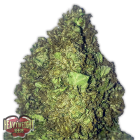 Heavyweight Seeds - SHORT&SWEET (Autoflowering) Heavyweight Seeds - SHORT&SWEET (Autoflowering)