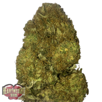 Heavyweight Seeds - SKUNKY MONKEY (Autoflowering) Heavyweight Seeds - SKUNKY MONKEY (Autoflowering)