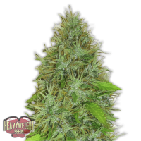 Heavyweight Seeds - 2FAST&2VAST (Autoflowering) Heavyweight Seeds - 2FAST&2VAST (Autoflowering)