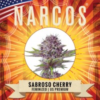 NARCOS Seeds - Sabroso Cherry (Feminized) NARCOS Seeds - Sabroso Cherry (Feminized)