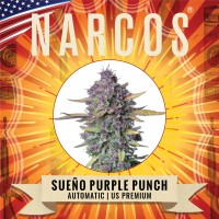 NARCOS Seeds - Sueño Purple Punch (Autoflowering) NARCOS Seeds - Sueño Purple Punch (Autoflowering)