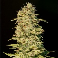 Genehtik Seeds - OG LEMON BILBO (Feminized) Genehtik Seeds - OG LEMON BILBO (Feminized)