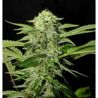 Genehtik Seeds - TXEES BILBO (Feminized) Genehtik Seeds - TXEES BILBO (Feminized)