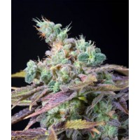 Genehtik Seeds - TXOMANGO (Feminized) Genehtik Seeds - TXOMANGO (Feminized)