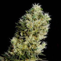 Genehtik Seeds - AMNESIA BILBO (Autoflowering) Genehtik Seeds - AMNESIA BILBO (Autoflowering)