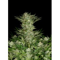 Absolute Seeds - Absolute Herer (Feminized) Absolute Seeds - Absolute Herer (Feminized)