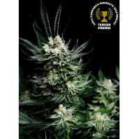 Absolute Seeds - Critigal + (Feminized) Absolute Seeds - Critigal + (Feminized)