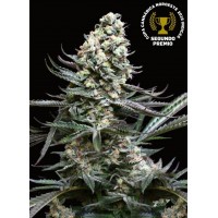 Absolute Seeds - Nordés (Feminized) Absolute Seeds - Nordés (Feminized)