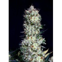 Absolute Seeds - Rittus Haze (Feminized) Absolute Seeds - Rittus Haze (Feminized)