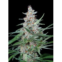 Absolute Seeds - Utopia (Feminized) Absolute Seeds - Utopia (Feminized)