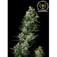 Absolute Seeds - Chocolute F2 (Regular) Absolute Seeds - Chocolute F2 (Regular)