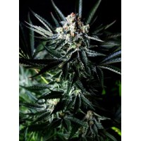 Absolute Seeds - Amazing (Autoflowering) Absolute Seeds - Amazing (Autoflowering)