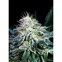 Absolute Seeds - Radical (Autoflowering) Absolute Seeds - Radical (Autoflowering)