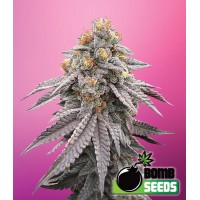 Bomb Seeds - RUNTZ BOMB (Feminized) Bomb Seeds - RUNTZ BOMB (Feminized)