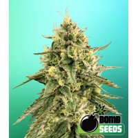 Bomb Seeds - MONKEY BOMB (Feminized) Bomb Seeds - MONKEY BOMB (Feminized)