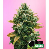 Bomb Seeds - GODFATHER BOMB (Feminized) Bomb Seeds - GODFATHER BOMB (Feminized)