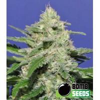 Bomb Seeds - WIDOW BOMB (Feminized) Bomb Seeds - WIDOW BOMB (Feminized)