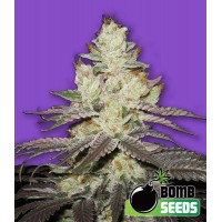 Bomb Seeds - KILLER PURPS (Feminized) Bomb Seeds - KILLER PURPS (Feminized)