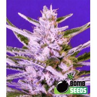 Bomb Seeds - ICE BOMB (Feminized) Bomb Seeds - ICE BOMB (Feminized)