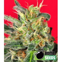 Bomb Seeds - CLUSTER BOMB (Feminized) Bomb Seeds - CLUSTER BOMB (Feminized)