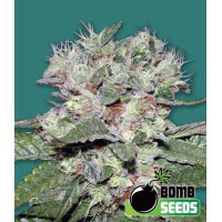 Bomb Seeds - CBD BOMB (Feminized) Bomb Seeds - CBD BOMB (Feminized)
