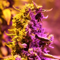 Doctor's Choice - Doctor’s Choice #1 (Autoflowering) Doctor's Choice - Doctor’s Choice #1 (Autoflowering)