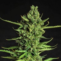 Doctor's Choice - Devotchka (Autoflowering) Doctor's Choice - Devotchka (Autoflowering)