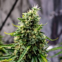 Doctor's Choice - Rock Machine (Autoflowering) Doctor's Choice - Rock Machine (Autoflowering)
