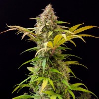 Doctor's Choice - Lowryder (IBL) (Autoflowering) Doctor's Choice - Lowryder (IBL) (Autoflowering)