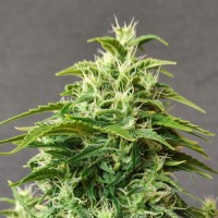 Doctor's Choice - Chronic Ryder (Autoflowering) Doctor's Choice - Chronic Ryder (Autoflowering)