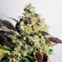 Doctor's Choice - DC Kush (Feminizált)
