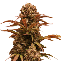 Doctor's Choice - Purple Ryder (Autoflowering) Doctor's Choice - Purple Ryder (Autoflowering)