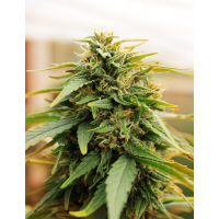 Doctor's Choice - Deepforest Super (Autoflowering) Doctor's Choice - Deepforest Super (Autoflowering)