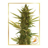 Mr.Hide Seeds - BLACK BANANA (Autoflowering) Mr.Hide Seeds - BLACK BANANA (Autoflowering)