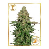 Mr.Hide Seeds - MR. BLACK BANANA (Feminized) Mr.Hide Seeds - MR. BLACK BANANA (Feminized)