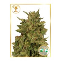 Mr.Hide Seeds - MR. CALIFORNIA PEARL (Feminized) Mr.Hide Seeds - MR. CALIFORNIA PEARL (Feminized)