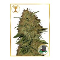 Mr.Hide Seeds - MR. JACK MASS (Feminized) Mr.Hide Seeds - MR. JACK MASS (Feminized)