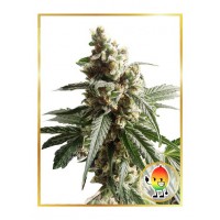 Mr.Hide Seeds - MR. MANGO CRACK (Feminized) Mr.Hide Seeds - MR. MANGO CRACK (Feminized)