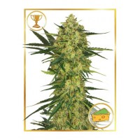 Mr.Hide Seeds - MR. CHEESE MASS (Feminized) Mr.Hide Seeds - MR. CHEESE MASS (Feminized)