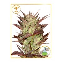 Mr.Hide Seeds - MR. JEKYLL KUSH (Feminized) Mr.Hide Seeds - MR. JEKYLL KUSH (Feminized)