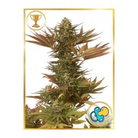 Mr.Hide Seeds - MR. EDEN MASS (Feminized) Mr.Hide Seeds - MR. EDEN MASS (Feminized)