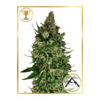 Mr.Hide Seeds - MR. ORIGINAL AK (Feminized) Mr.Hide Seeds - MR. ORIGINAL AK (Feminized)