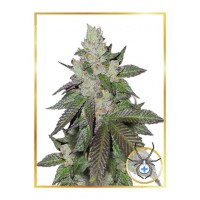 Mr.Hide Seeds - MR. WHITE WIDOW + (Feminized) Mr.Hide Seeds - MR. WHITE WIDOW + (Feminized)