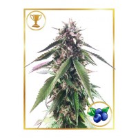 Mr.Hide Seeds - MR. BLUEBERRY BUD (Feminized) Mr.Hide Seeds - MR. BLUEBERRY BUD (Feminized)