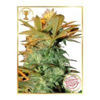 Mr.Hide Seeds - MR. KRITICAL MASS (Feminized) Mr.Hide Seeds - MR. KRITICAL MASS (Feminized)