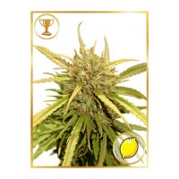Mr.Hide Seeds - MR. SUGAR LEMON HAZE (Feminized) Mr.Hide Seeds - MR. SUGAR LEMON HAZE (Feminized)