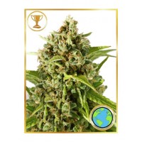 Mr.Hide Seeds - MR. MOTHER EARTH (Feminized) Mr.Hide Seeds - MR. MOTHER EARTH (Feminized)