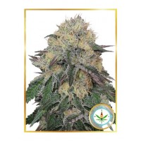 Mr.Hide Seeds - MR. NORTHERN OG (Feminized) Mr.Hide Seeds - MR. NORTHERN OG (Feminized)