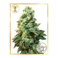 Mr.Hide Seeds - MR. 420K (USA) (Feminized) Mr.Hide Seeds - MR. 420K (USA) (Feminized)